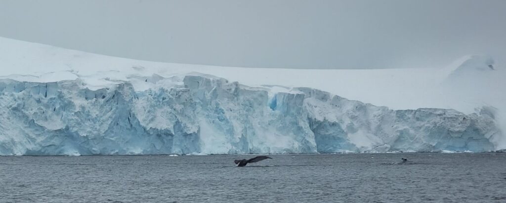 Glacier and whale tail in Antarctica