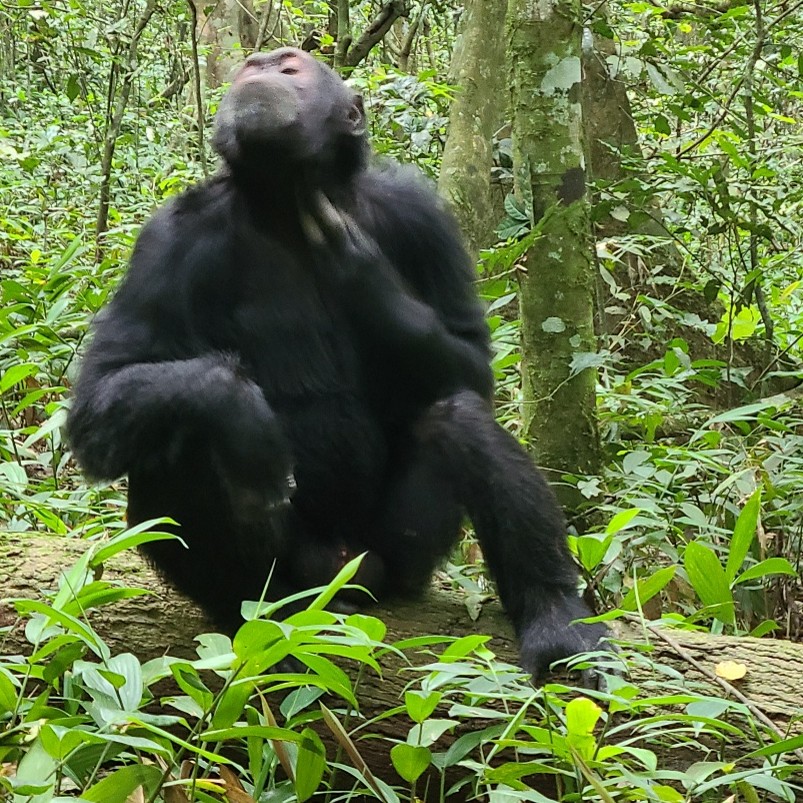 Chimpanzee scratching before resting