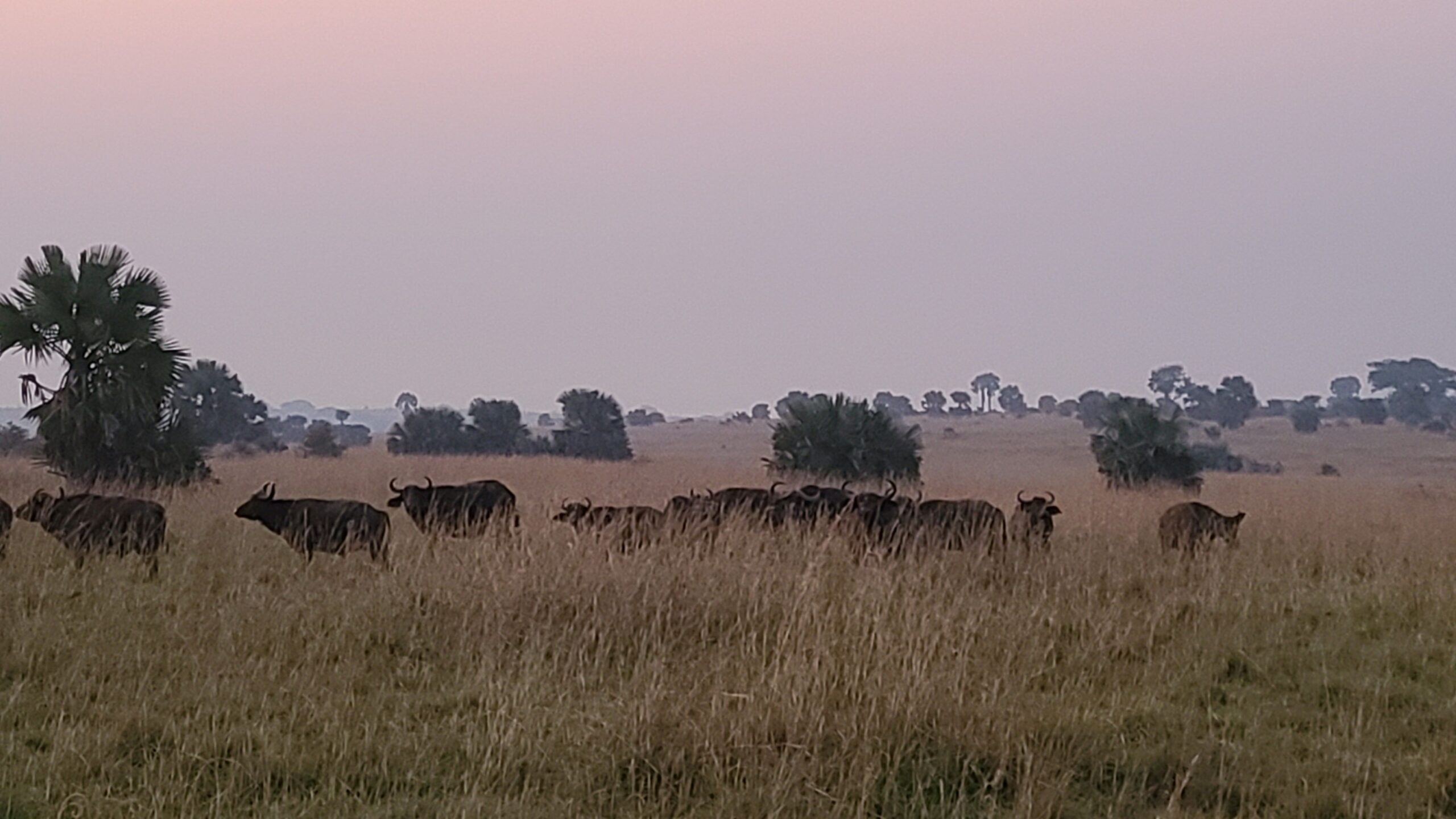 The Big Five and the Nile