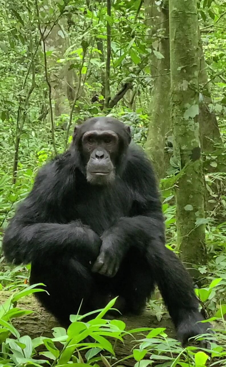 From Market Mayhem to Monkey Business: A Day in Kibale