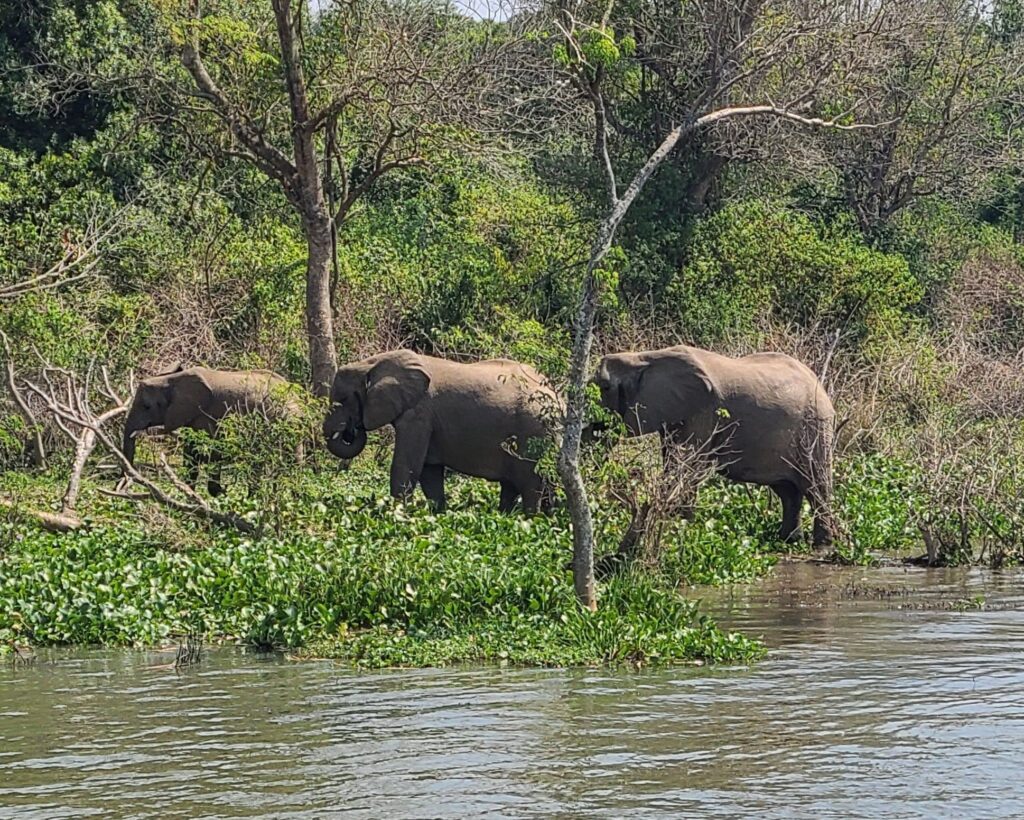 Nile River cruise with elephants 