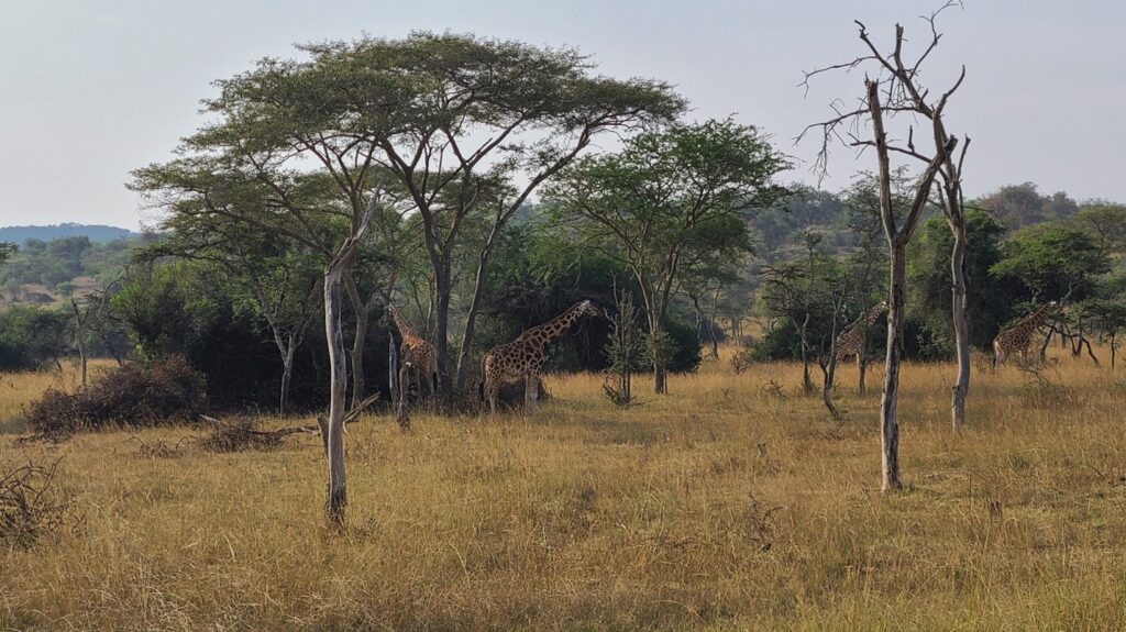Giraffes seen on foot in Lake Mburo National Park