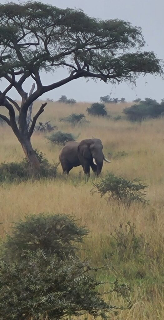 Elephant mock‑charging safari vehicle in Uganda