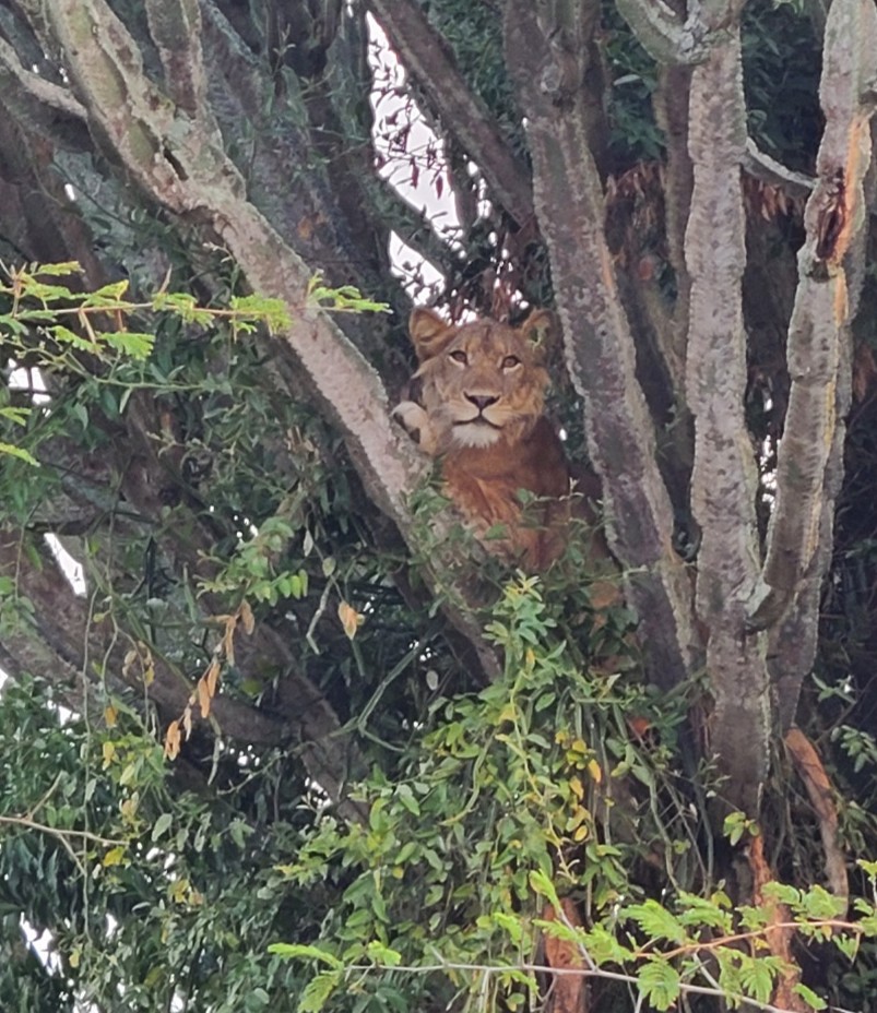 Lion staring at safari vehicle in Queen Elizabeth National Park