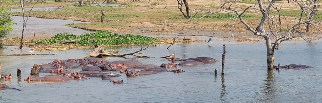 Nile River cruise with hippos