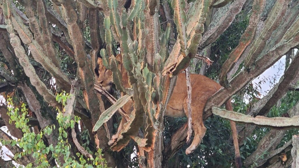 Tree‑climbing lioness resting on a branch in Ishasha sector