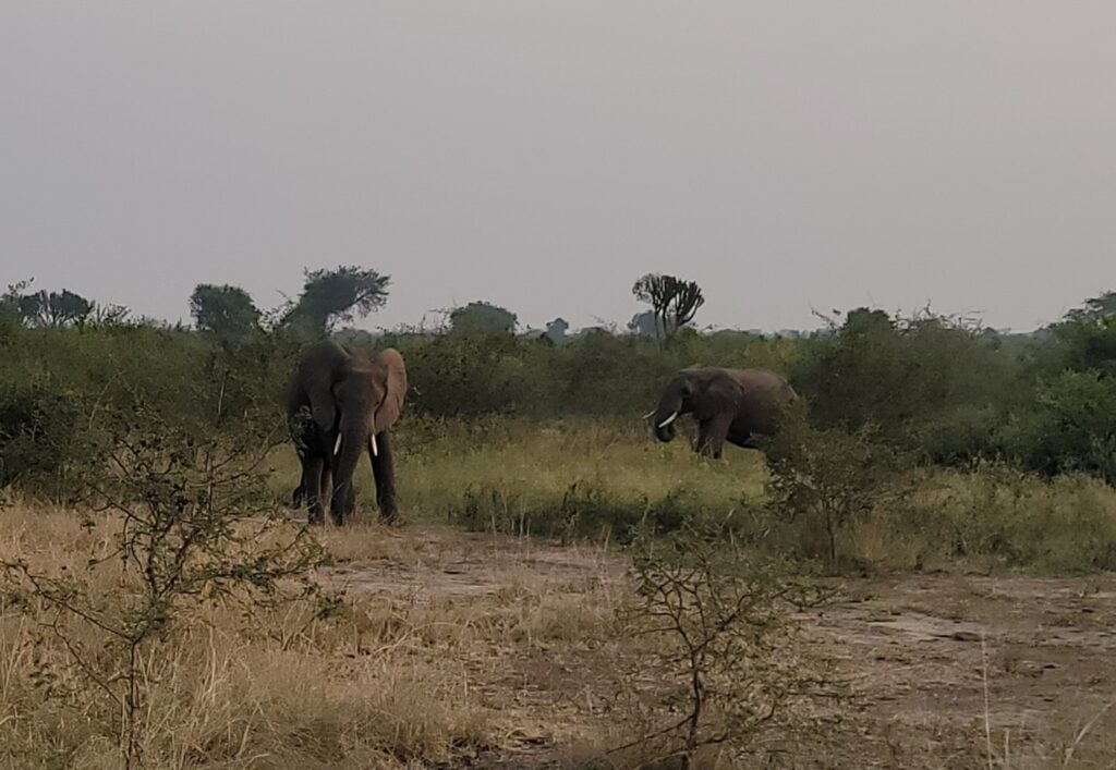 Elephants communicating in Queen Elizabeth National Park