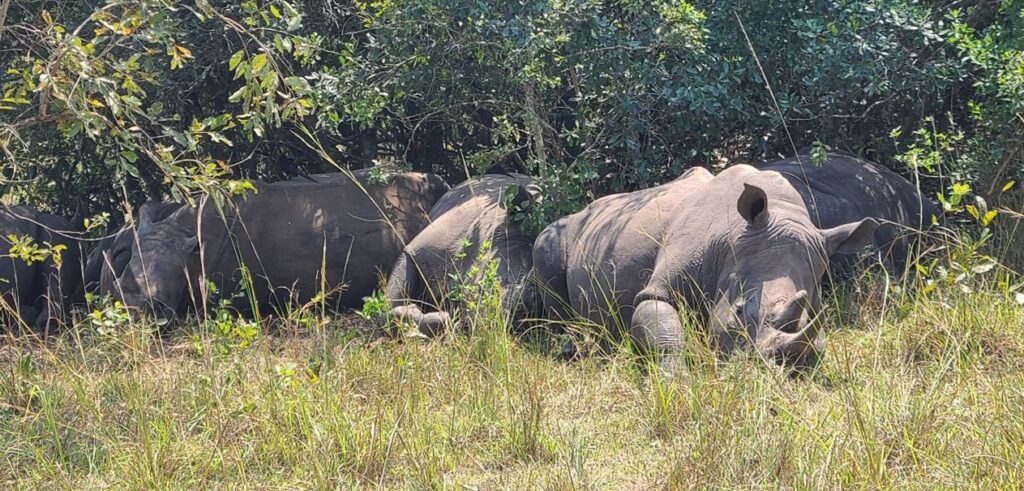 Southern White Rhinos at Ziwa Rhino Sanctuary Uganda