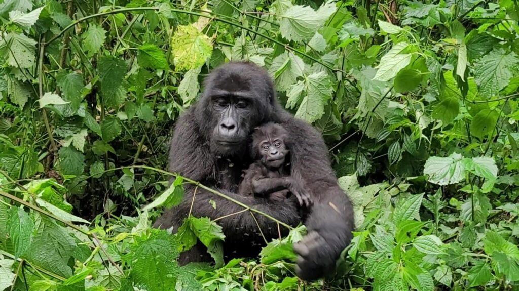 Gorilla mom and small baby in Bwindi