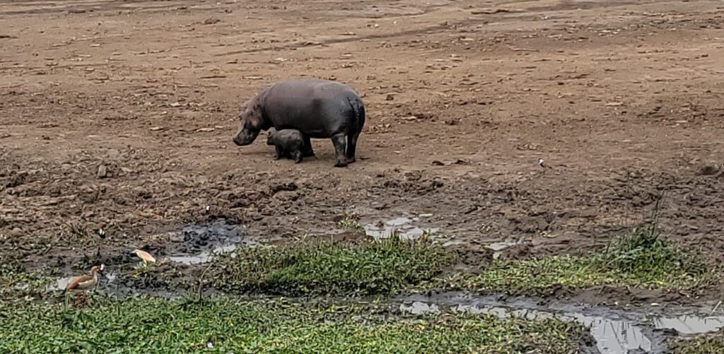 Hippo mom and baby walking along the shore of the Kazinga Channel