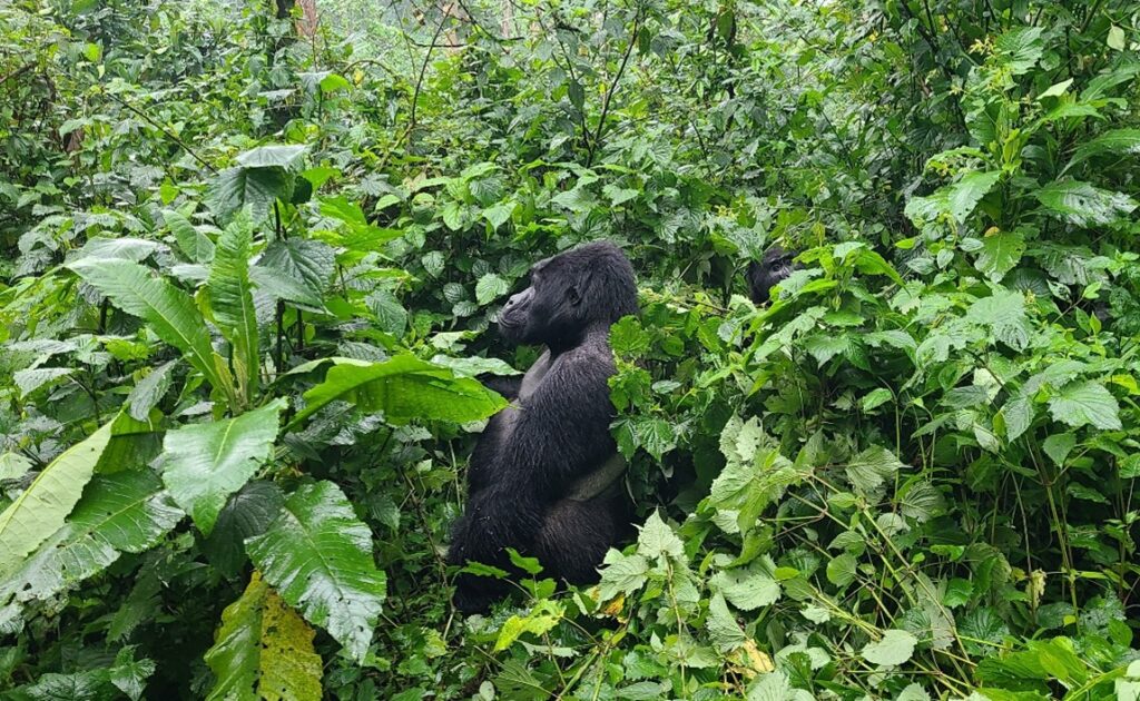 Silverback watching his family