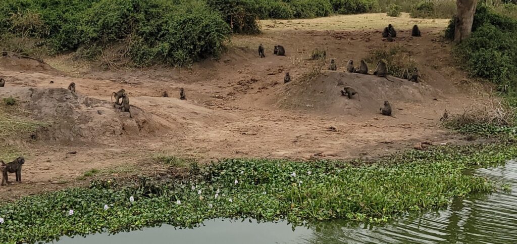 Baboons along the Kazinga Channe