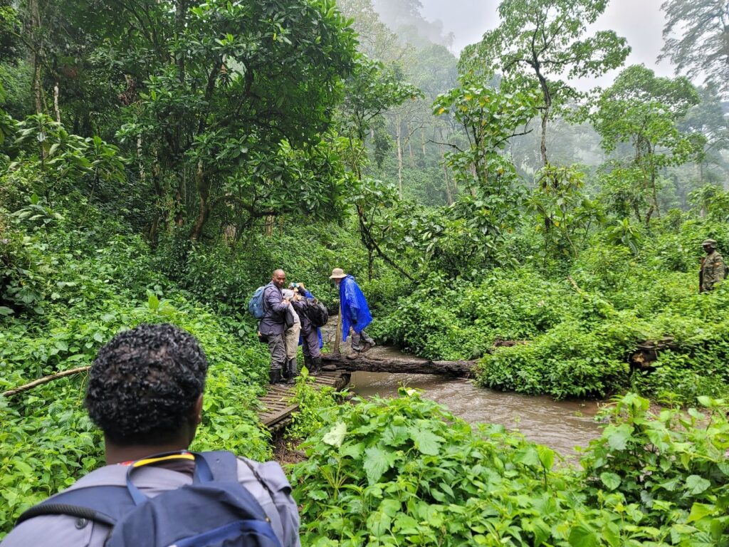Narrow creek crossing during Bwindi gorilla trek