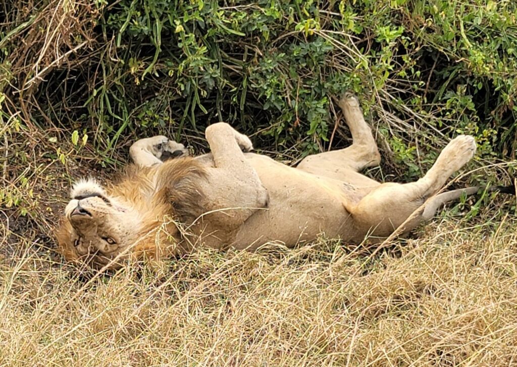 Lion lying on his back in the savannah