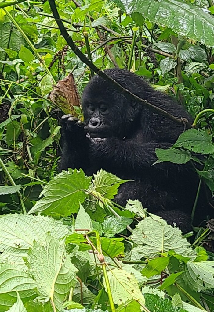 Young gorilla eating green branches in Bwindi forest