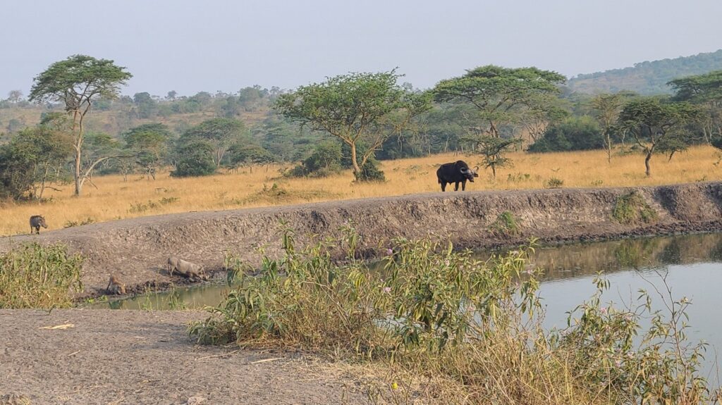 Buffalo staring at visitors at Lake Mburo waterhole