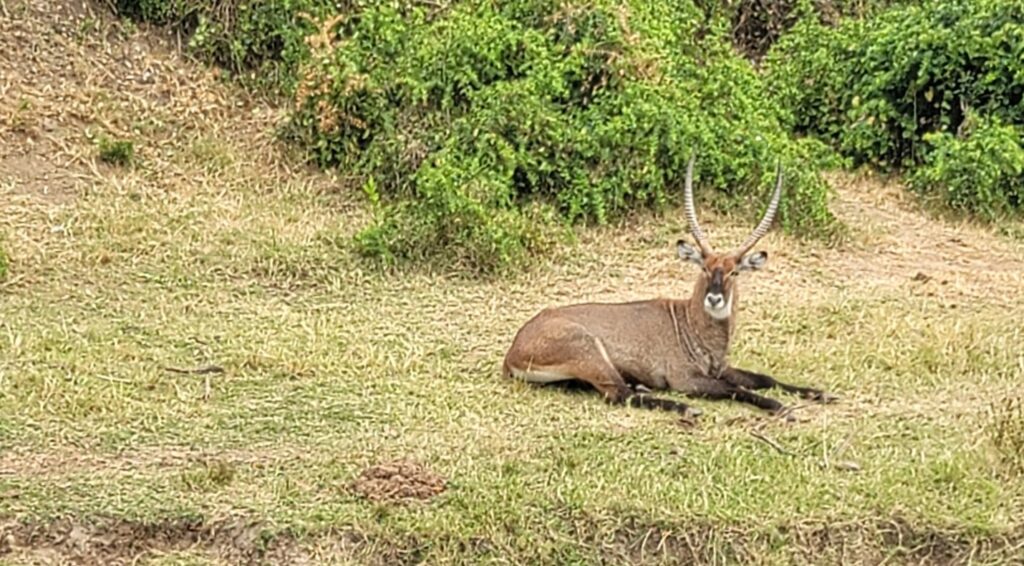 Waterbuck standing by the water in Queen Elizabeth National Park
