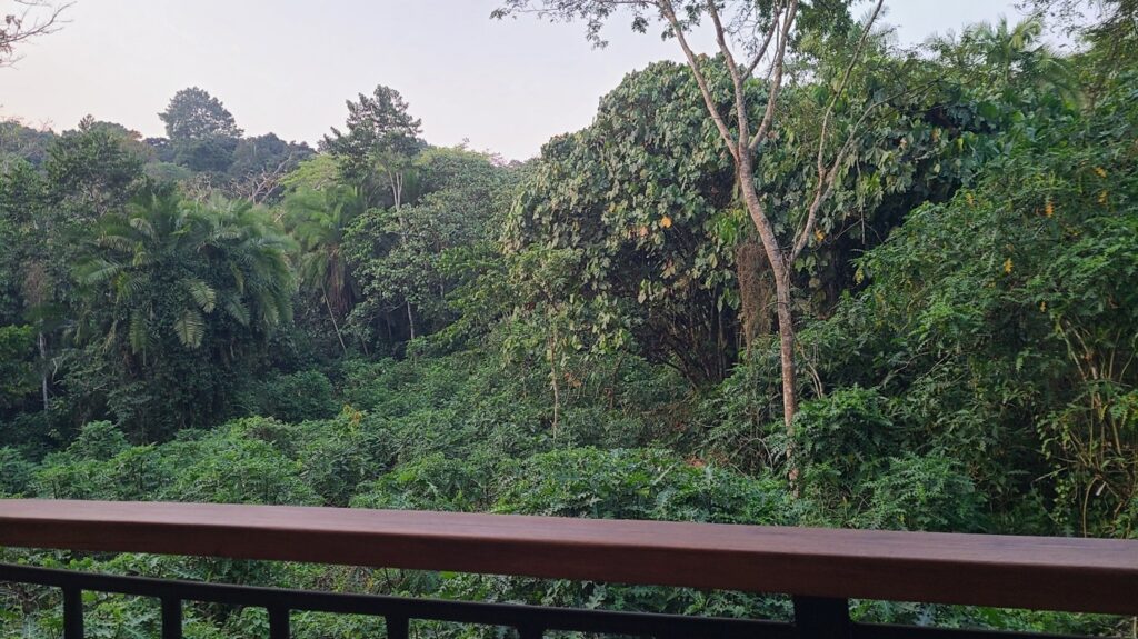 View from Turaco Treetops Lodge cottage balcony