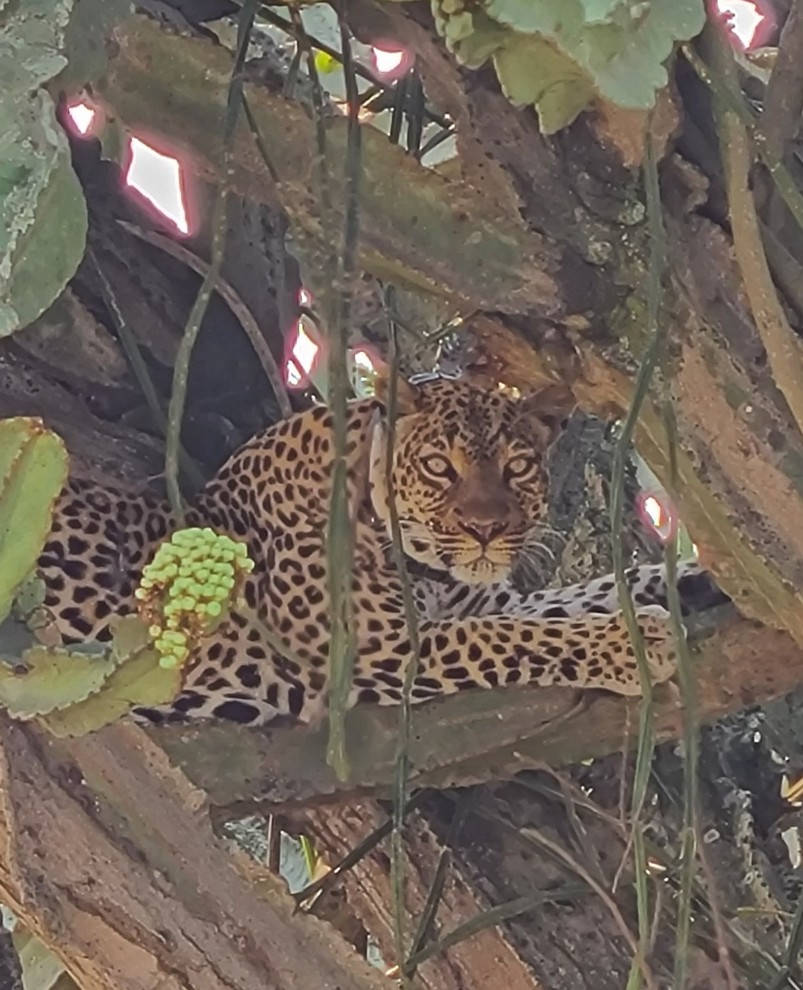 Leopard sighting during off‑trail safari in Queen Elizabeth National Park
