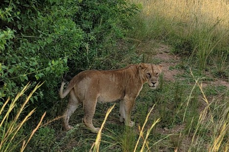 Lioness walking through the savannah in Murchison Falls National Park