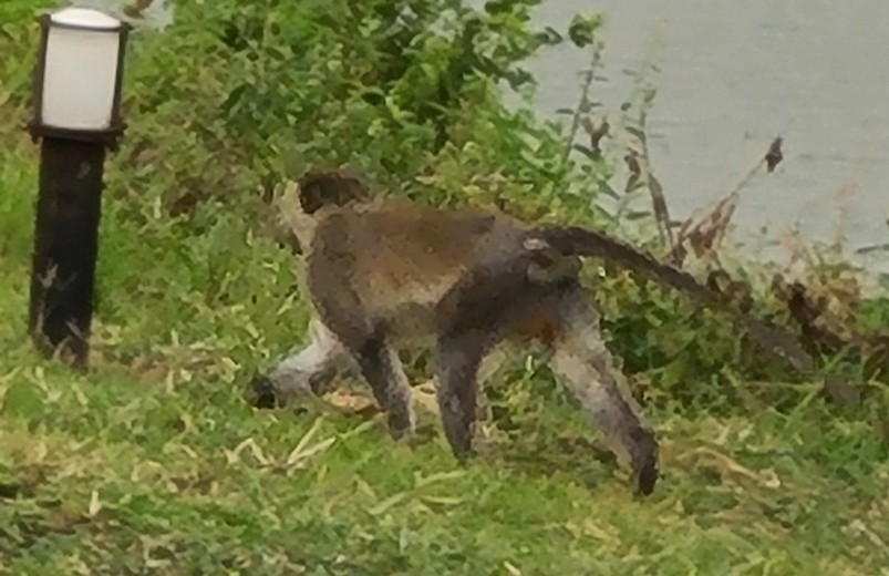 A monkey around Mweya Safari Lodge grounds