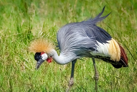 Grey crowned crane, Uganda’s national bird on flag