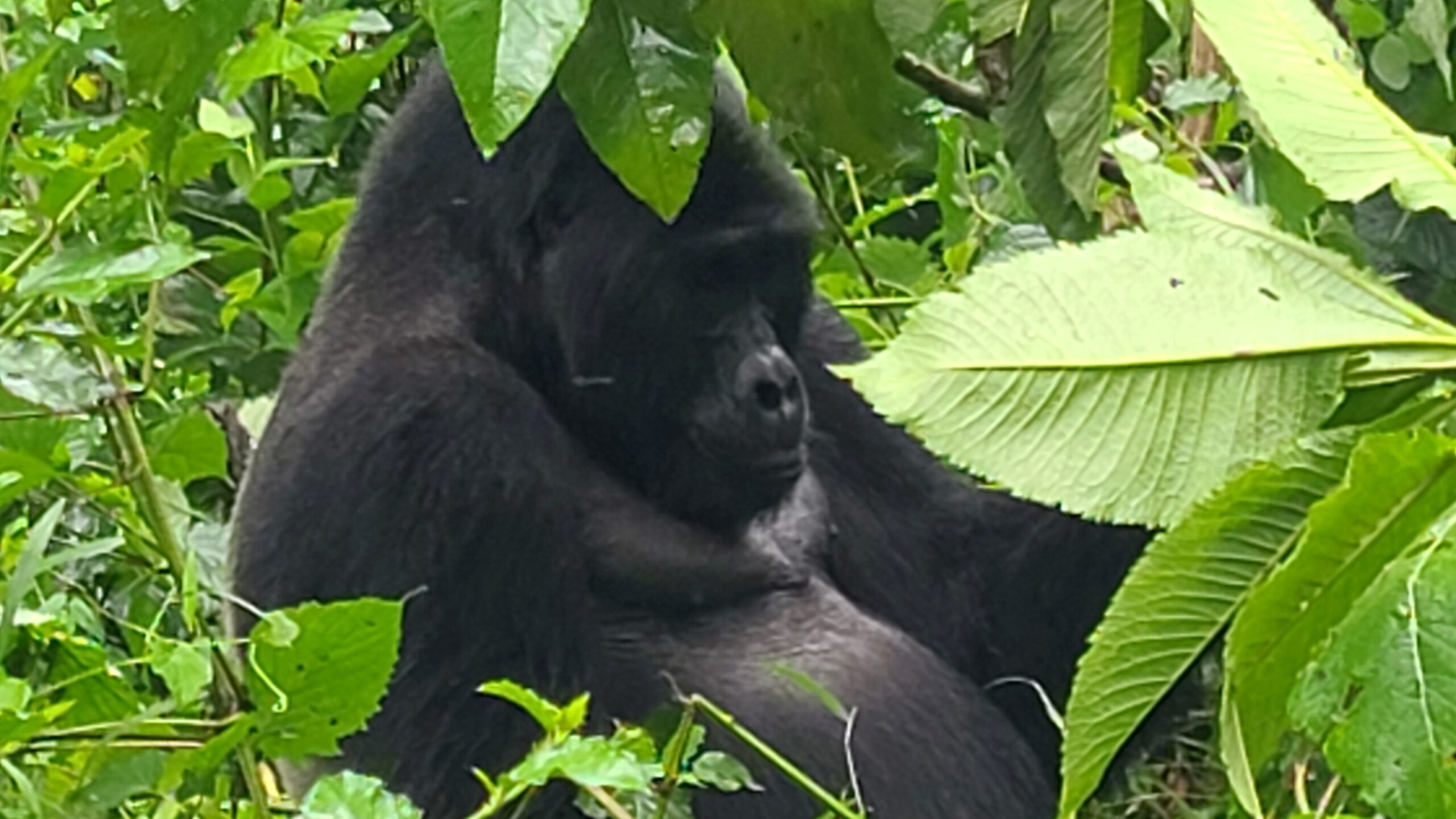 Silverback gorilla in Bwindi Impenetrable National Park Ugnada