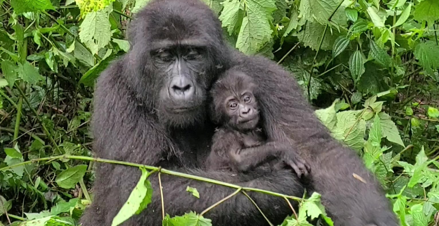 Gorilla holding baby in Bwindi Impenetrable National Park