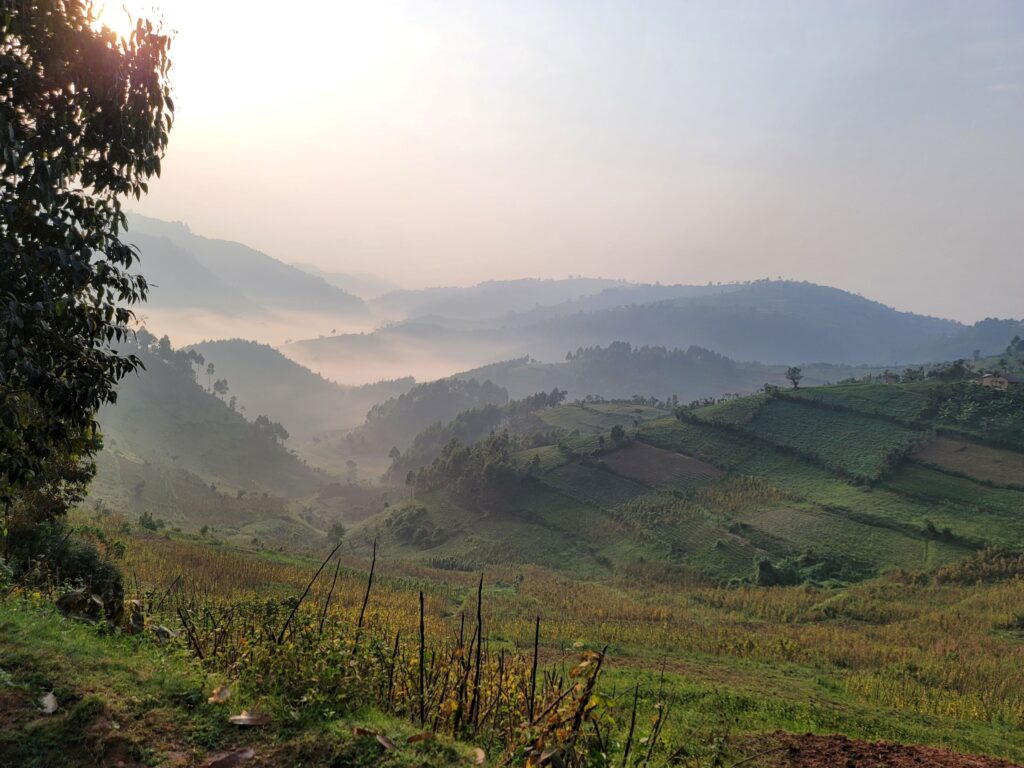 Tea plantations on the drive to Bwindi Uganda