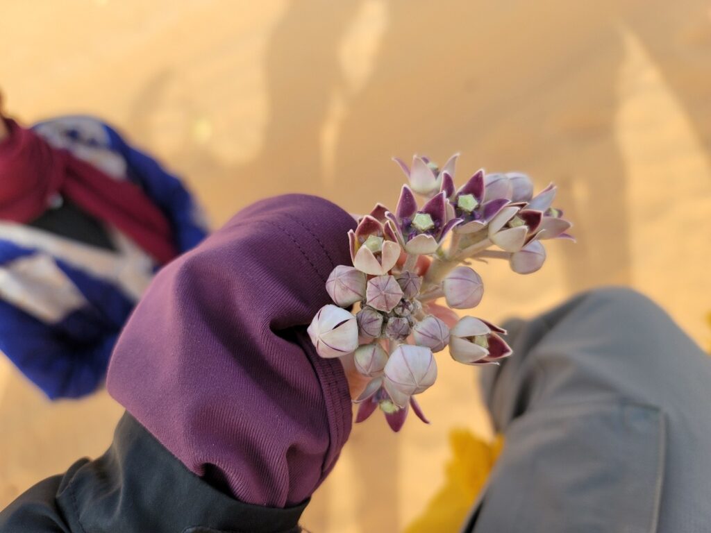 Calotropis procera plant — Sahara toxic plant