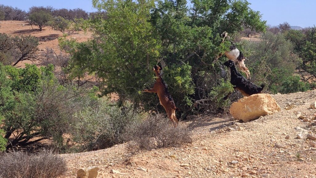 Goats in argan trees along the road to Essaouira
