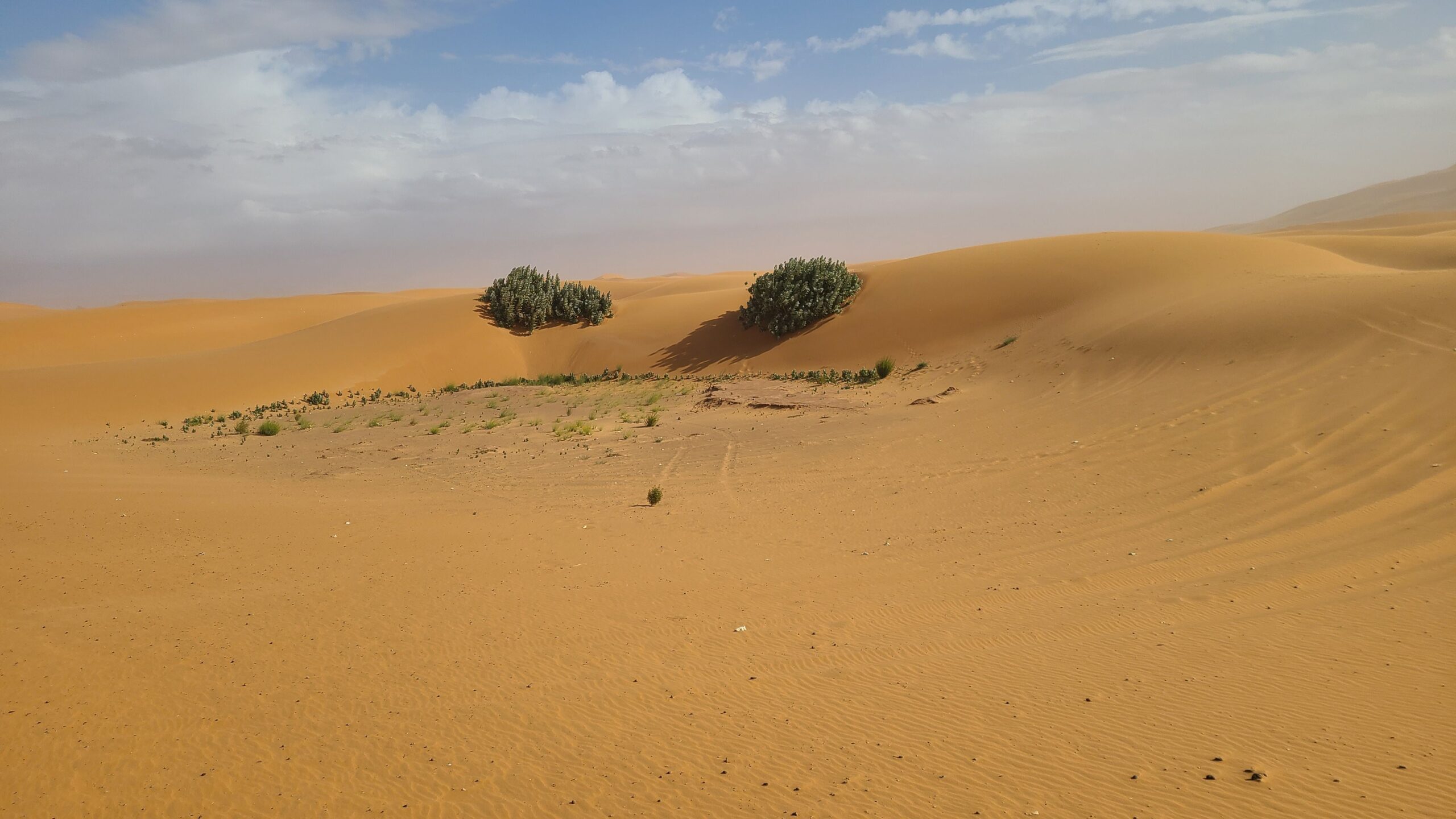 Dunes in the Sahara