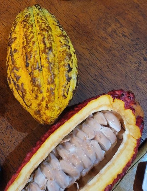cacao pods from Ecuador