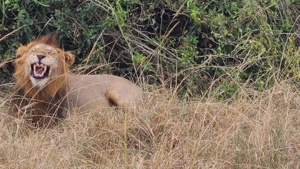 Lion roaring in Queen Elizabeth National Park Uganda 